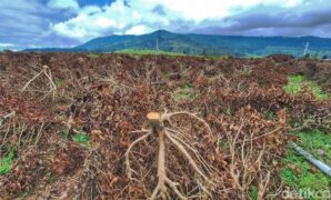 1764608767027-kondisi-kebun-teh-di-pangalengan-yang-dirusak-1764399697527_169