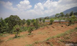 1764673526286-lahan-di-kawasan-bandung-utara-kbu_169