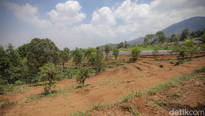 1764673526286-lahan-di-kawasan-bandung-utara-kbu_169