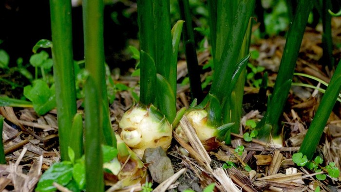 1764803104544-tanaman-jahe-1746765145576_169