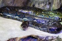 1765083899061-ilustrasi-ular-piton-1764659975775_169