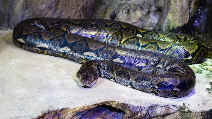 1765083899061-ilustrasi-ular-piton-1764659975775_169