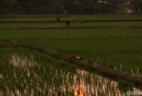 1765148667551-suasana-sore-di-pesawahan-dayeuhkolot-bandung-2_169