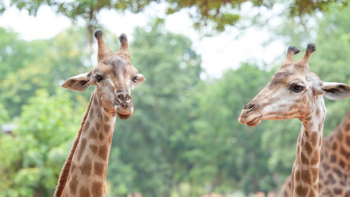 1765278319963-taman-safari-bogor_169