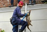 1765278324480-petugas-damkar-ciamis-berhasil-mengevakuasi-biawak-yang-masuk-ke-dalam-rumah-warga-1765268068018_169