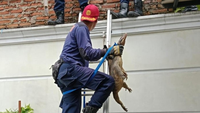 1765278324480-petugas-damkar-ciamis-berhasil-mengevakuasi-biawak-yang-masuk-ke-dalam-rumah-warga-1765268068018_169