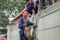 1765299900306-petugas-damkar-ciamis-berhasil-mengevakuasi-biawak-yang-masuk-ke-dalam-rumah-warga-1765268062278_169