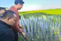 1765299902867-bupati-indramayu-lucky-hakim-saat-melepasliarkan-ratusan-ular-di-lahan-pertanian-1756113531085_43