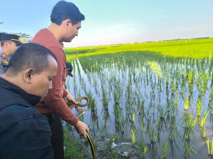 1765299902867-bupati-indramayu-lucky-hakim-saat-melepasliarkan-ratusan-ular-di-lahan-pertanian-1756113531085_43