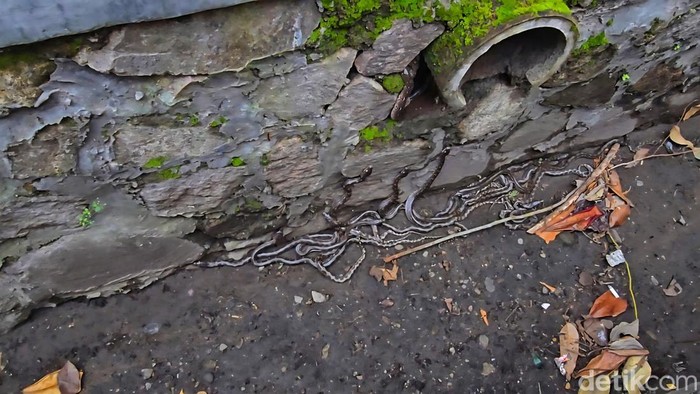 1765299904591-puluhan-ular-ditemukan-di-gorong-gorong-1765281110062_169