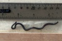 1765364716874-ular-terkecil-dunia-1753325552837_169