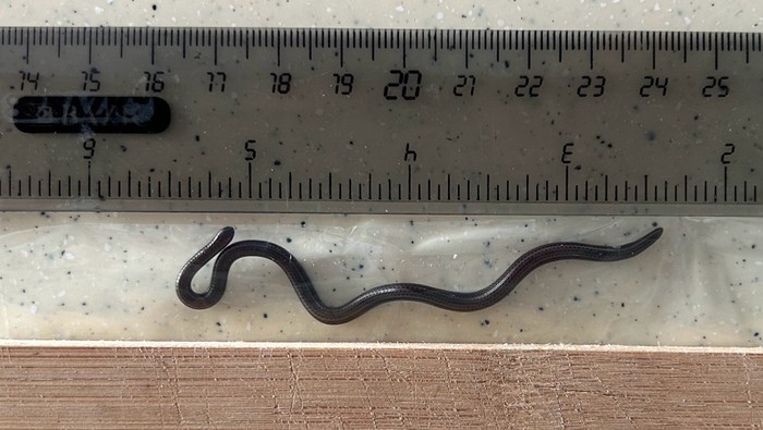 1765364716874-ular-terkecil-dunia-1753325552837_169