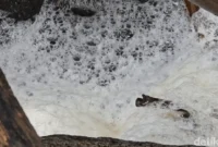 1765364718820-air-berbusa-keluar-dari-gorong-gorong-di-pantai-cipatuguran-palabuhanratu-1763812723287_169