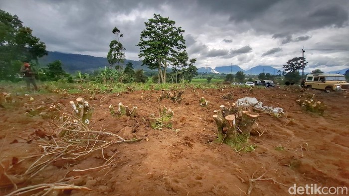 1765429529963-kondisi-perkebunan-teh-kecamatan-pangalengan-kabupaten-bandung-1764673396788_169