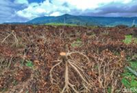 1765472708983-kondisi-kebun-teh-di-pangalengan-yang-dirusak-1764399697527_169