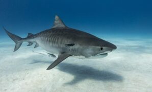 1765515897177-ilustrasi-jenis-ikan-terbesar-di-dunia-2_169