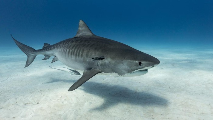 1765515897177-ilustrasi-jenis-ikan-terbesar-di-dunia-2_169