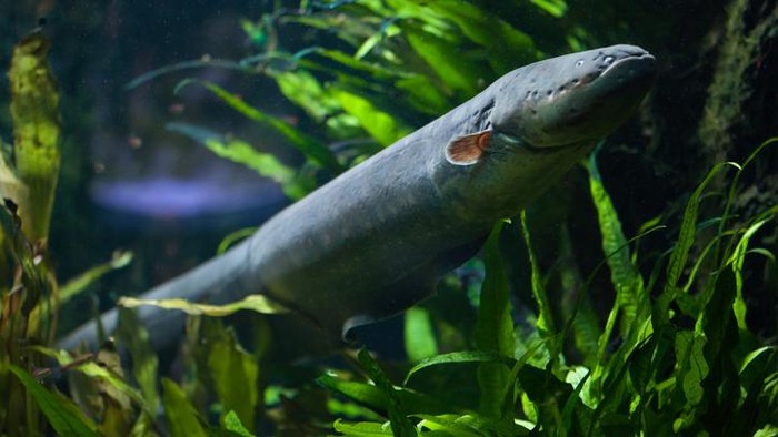 1765623875341-cerita-susi-pudjiastuti-tentang-ikan-sidat-yang-nyaris-punah-2_169