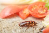 1765645488161-ilustrasi-kecoa_169