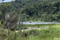 1765645494460-elang-jawa-bernama-raja-dirgantara-dilepasliarkan-di-situ-gunung-1765618318154_169