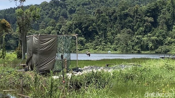 1765645501458-elang-jawa-bernama-raja-dirgantara-dilepasliarkan-di-situ-gunung-1765618318154_169