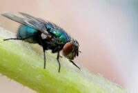 1765667072902-lalat-di-siang-hari-1758698687836_169