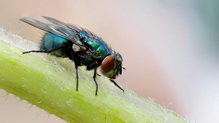 1765667072902-lalat-di-siang-hari-1758698687836_169