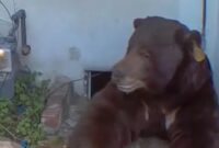 1765667074183-ken-j-johnson-photography-and-design-via-new-york-post-1765533093906_169