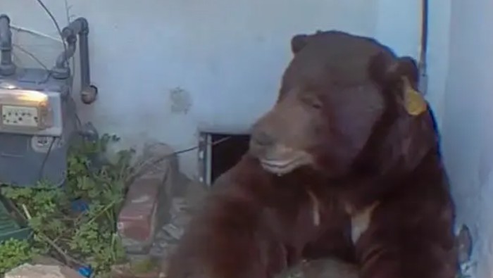 1765667074183-ken-j-johnson-photography-and-design-via-new-york-post-1765533093906_169