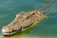 1765688684414-buaya_169