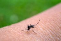 1765688693818-ilustrasi-daur-hidup-nyamuk-1_169