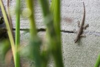 1765710324273-ilustrasi-cicak_169