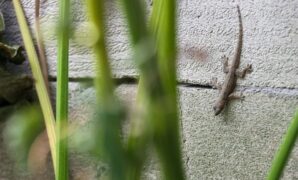 1765710324273-ilustrasi-cicak_169