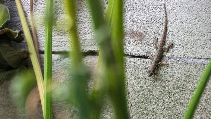 1765710324273-ilustrasi-cicak_169