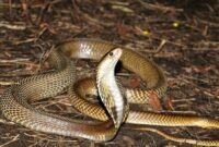 1765710338047-ilustrasi-ular-kobra_43