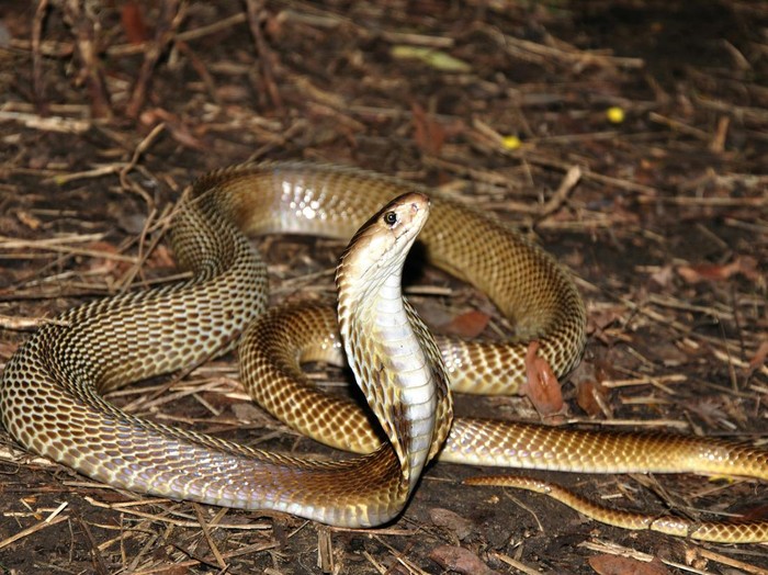 1765710338047-ilustrasi-ular-kobra_43