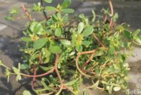 1765731917887-55247702-bb89-474a-a974-bbe5d3c81b2d_169