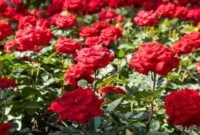 1765753473238-ilustrasi-tanaman-bunga-mawar-1753166189344_169