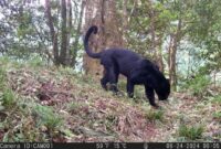 1765775123768-penampakan-macan-tutul-gunung-ciremai-yang-tertangkap-kamera-1765684989768_169