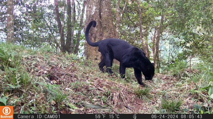 1765775123768-penampakan-macan-tutul-gunung-ciremai-yang-tertangkap-kamera-1765684989768_169
