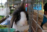 1765775132665-taman-kelinci-jakarta-timur-kembali-dibuka-6_169