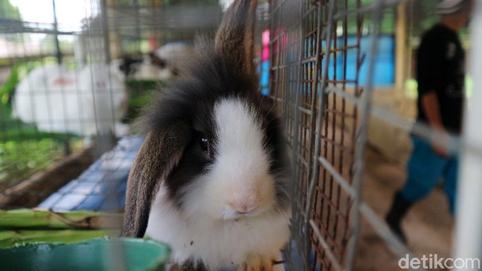 1765775132665-taman-kelinci-jakarta-timur-kembali-dibuka-6_169