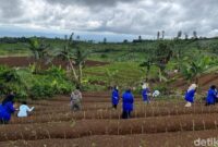 1765839871495-aktivitas-penanaman-murbei-di-kawasan-kebun-trh-yang-sudah-tidak-produktif-di-sukabumi-1765794869375_169