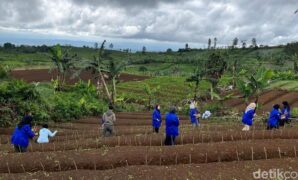 1765839871495-aktivitas-penanaman-murbei-di-kawasan-kebun-trh-yang-sudah-tidak-produktif-di-sukabumi-1765794869375_169