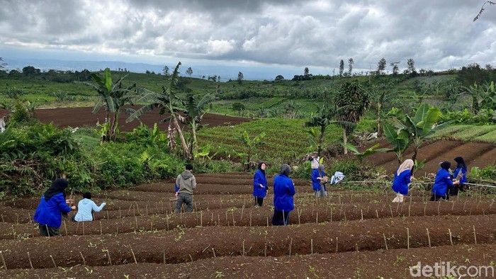 1765839871495-aktivitas-penanaman-murbei-di-kawasan-kebun-trh-yang-sudah-tidak-produktif-di-sukabumi-1765794869375_169