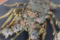 1765861514889-budi-daya-lobster-di-pangandaran-1765793446106_169