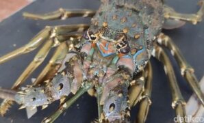 1765861514889-budi-daya-lobster-di-pangandaran-1765793446106_169