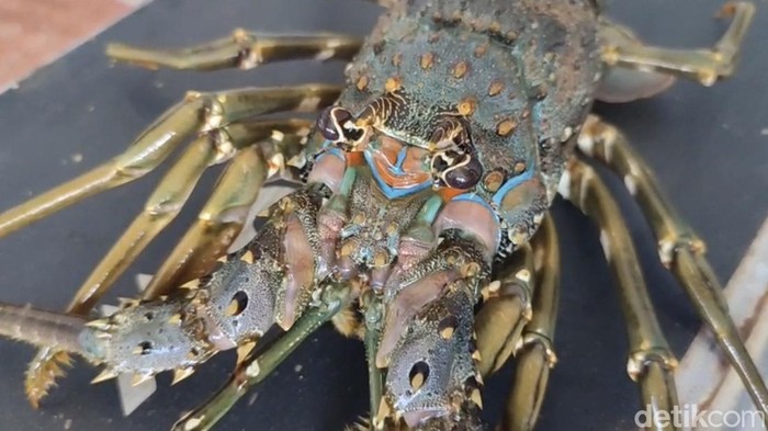 1765861514889-budi-daya-lobster-di-pangandaran-1765793446106_169