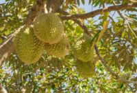 1765861523568-ilustrasi-pohon-durian-1753776241574_169