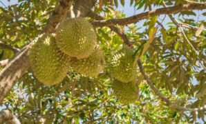1765861523568-ilustrasi-pohon-durian-1753776241574_169
